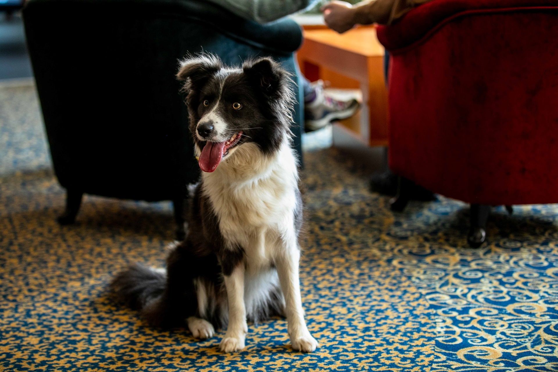 Hozd magaddal kutyádat is!