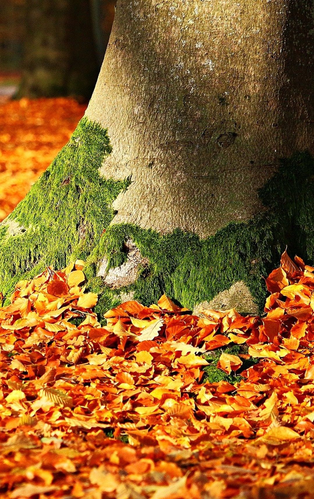 Őszi pihenés a hegyekben