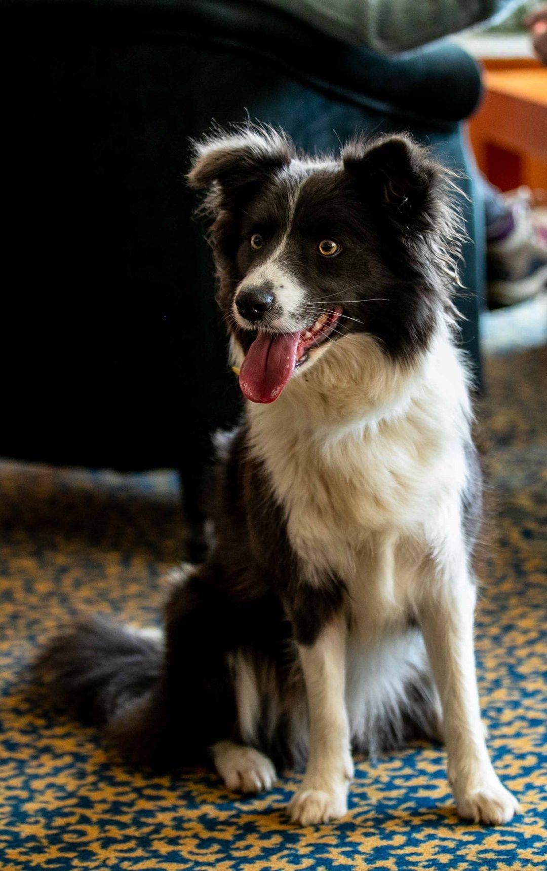 Hozd magaddal kutyádat is!